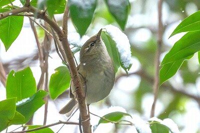 2026年2月8日の野鳥公園 : 東京港野鳥公園 レンジャーブログ