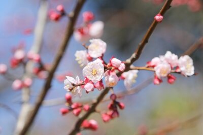 アンズ_240314_東京港野鳥公園_恩田幸昌_IMG_0908_trim