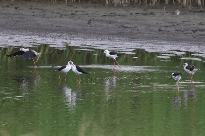 背高鷸0P4A2632鳥