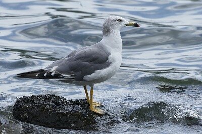 海猫0P4A0536鳥