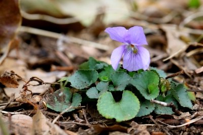 タチツボスミレ_190329_東京港野鳥公園_恩田撮影_MG_2518_trim