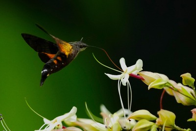 ホシホウジャク_240730_東京港野鳥公園_自然生態園_公財日本野鳥の会_レンジャー青木撮影