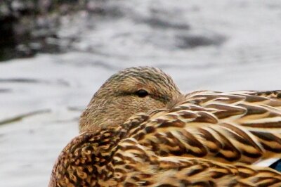 マガモ_240306_東京港野鳥公園_恩田幸昌_IMG_0742_trim