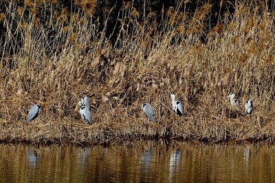アオサギ_180127_東京港野鳥公園_恩田撮影_MG_8763_trim