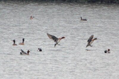 ヒドリガモ_240324_東京港野鳥公園_恩田幸昌_IMG_1137_trim