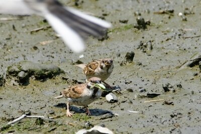 IMG_6168 (1)