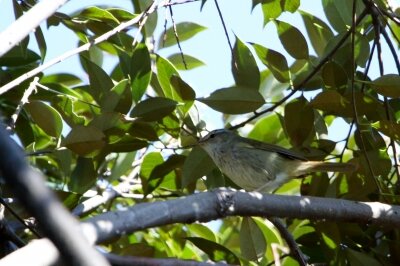 ウグイス_20200306_東京港野鳥公園_恩田幸昌_MG_4940_trim