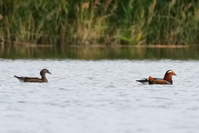 オシドリ_241017_東京港野鳥公園_潮入りの池_公財日本野鳥の会_レンジャー青木撮影