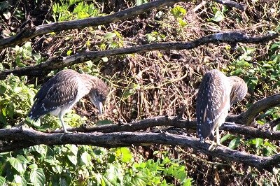 ゴイサギ_200930_潮入りの池_レンジャー撮影