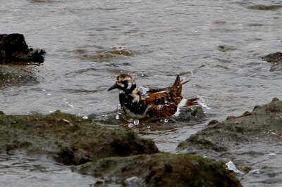 キョウジョシギ_210428_東京港野鳥公園_恩田幸昌_MG_6904_trim