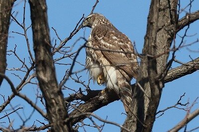 蒼鷹IMG_9711鳥