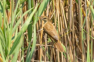 2025年8月20日の野鳥公園 : 東京港野鳥公園 レンジャーブログ