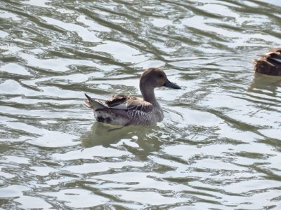 オナガガモ_190927_潮入りの池