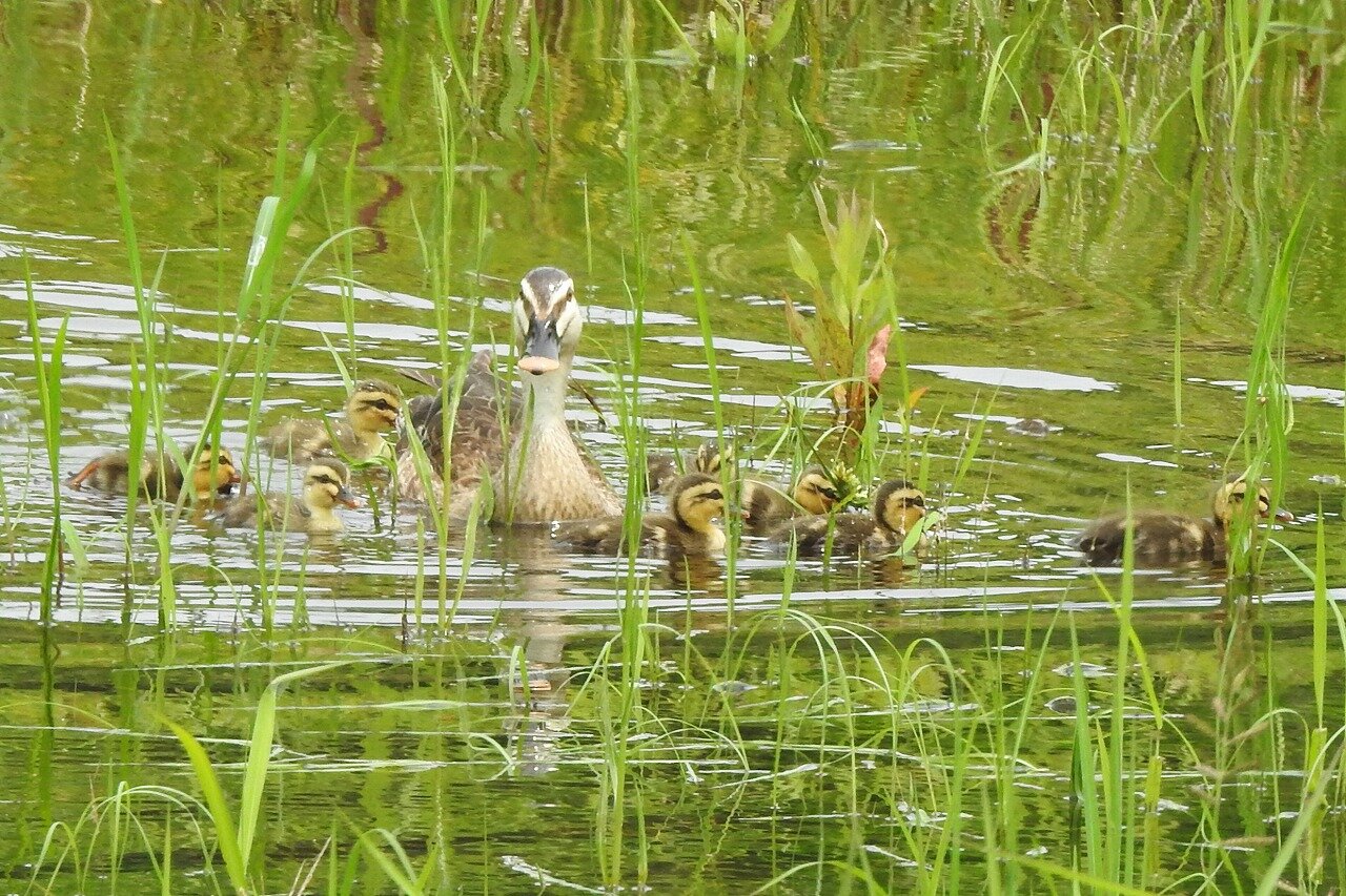 2026年7月1日の野鳥公園 : 東京港野鳥公園 レンジャーブログ