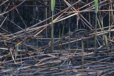 タシギ_240326_東京港野鳥公園_恩田幸昌_IMG_1211_trim