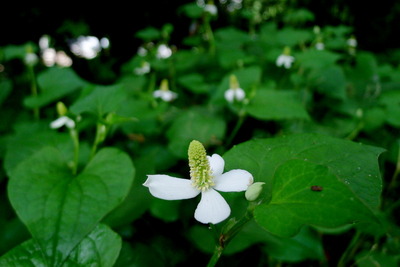 ドクダミ_170526_東京港野鳥公園_恩田撮影_P1390201_trim