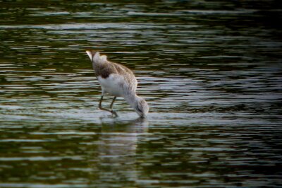 アオアシシギ_201030_東京港野鳥公園_恩田幸昌_P1440001_trim