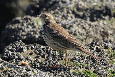 田雲雀0P4A3277鳥