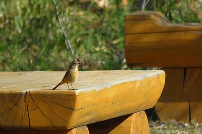 ジョウビタキ_210228_東京港野鳥公園_レンジャー撮影