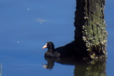 オオバン_170929_東京港野鳥公園_古沢撮影_IMG_0071_trim