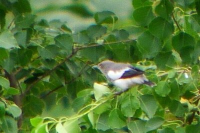 カラムクドリ_211007_東京港野鳥公園_恩田幸昌_P1450064_trim