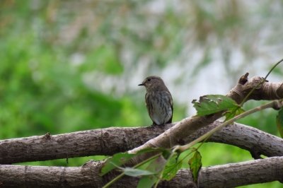 東淡水池_エゾビタキ
