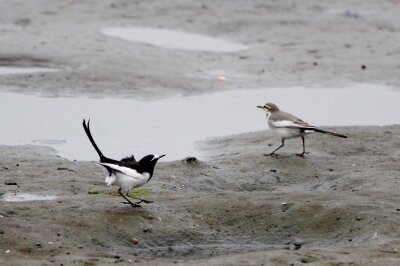 セグロセキレイ_221005_東京港野鳥公園_恩田幸昌_MG_3398_trim