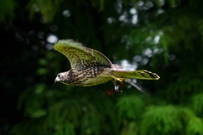 サシバ_240825_東京港野鳥公園_4号観察小屋_公財日本野鳥の会_レンジャー青木撮影1