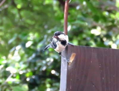 シジュウカラー190926-2号観察小屋前