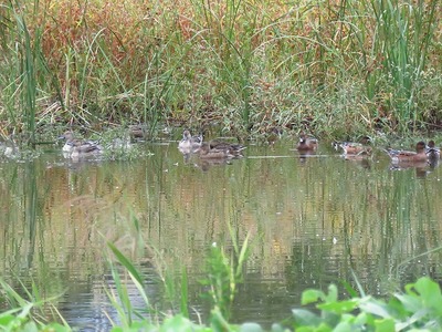 オナガガガモ他_190929_東淡水池_東京港野鳥公園