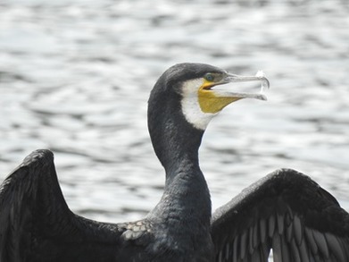 下野乃国 はぐれ鳥 様 ea123207-s.jpg