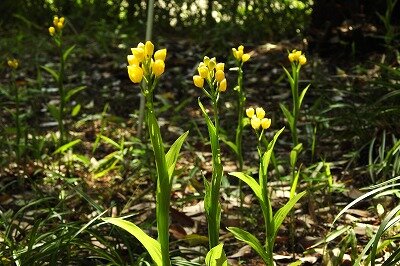 2026年4月17日の野鳥公園 : 東京港野鳥公園 レンジャーブログ
