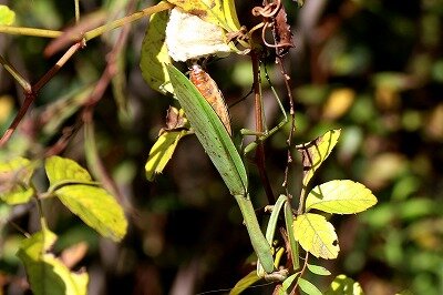 カマキリ(産卵)_20201128_自然生態園_レンジャー撮影