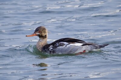251202ウミアイサ