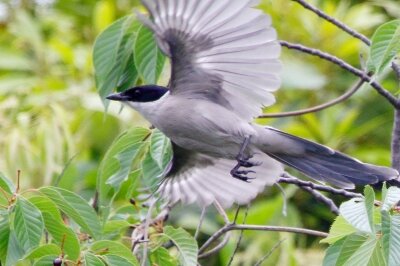 オナガ_230513_東京港野鳥公園_恩田幸昌_MG_9981_trim