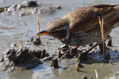 ツグミ_190224_東京港野鳥公園_恩田撮影_MG_2238_trim