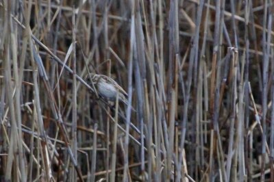 オオジュリン_240221_東京港野鳥公園_恩田幸昌_IMG_0324_trim