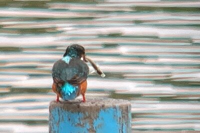 カワセミ_230907_東京港野鳥公園_恩田幸昌_IMG_9637_trim
