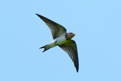 ツバメ_240802_東京港野鳥公園_東淡水池_公財日本野鳥の会_レンジャー青木撮影