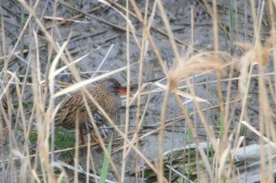 クイナ_190330_東京港野鳥公園_恩田撮影_MG_2588_trim