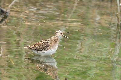 2026年4月23日の野鳥公園 : 東京港野鳥公園 レンジャーブログ