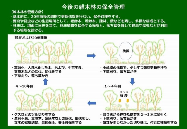 雑木林の萌芽更新の現状レポート : 東京港野鳥公園 レンジャーブログ