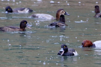 キンクロハジロ_171028_東京港野鳥公園_恩田撮影_MG_7699_trim