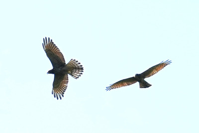 サシバ_240803_東京港野鳥公園_東淡水池_公財日本野鳥の会_レンジャー青木撮影1.1