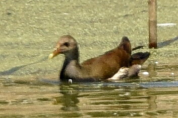 バン_20200828_東京港野鳥公園_レンジャー撮影