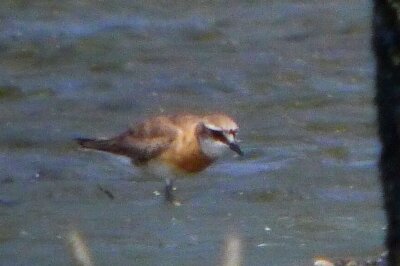 メダイチドリ_210826_東京港野鳥公園_恩田幸昌_P1440862_trim