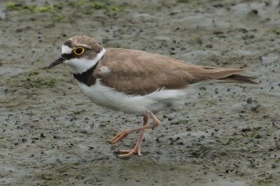 2026年6月14日の野鳥公園 : 東京港野鳥公園 レンジャーブログ