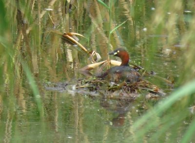カイツブリー191003-東淡水池