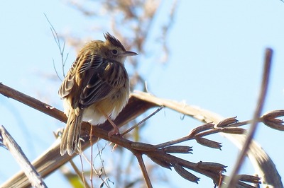 セッカ_180124_東京港野鳥公園_古沢撮影_IMG_0525_trim