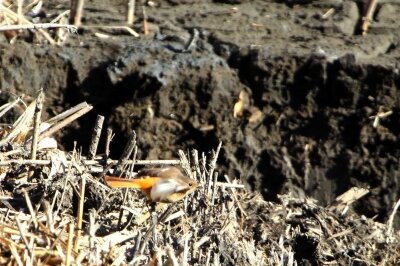 ジョウビタキ_240203_東京港野鳥公園_恩田幸昌_IMG_9877_trim